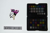 皮影戲偶頭-生藏品圖，第1張