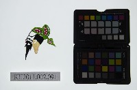 皮影戲偶頭-末藏品圖，第1張