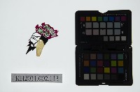 皮影戲偶頭-末藏品圖，第1張