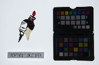 皮影戲偶頭-末藏品圖，第1張