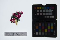 皮影戲偶頭-雜藏品圖，第1張