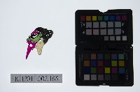 皮影戲偶頭-末藏品圖，第1張