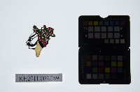 皮影戲偶頭-淨藏品圖，第1張