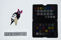 皮影戲偶頭-末藏品圖，第1張