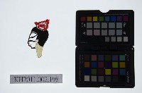 皮影戲偶頭-生藏品圖，第1張