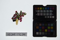 皮影戲偶頭-淨藏品圖，第1張