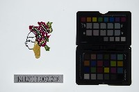 皮影戲偶頭-生藏品圖，第1張