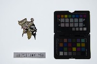 皮影戲偶頭-淨藏品圖，第1張