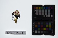 皮影戲偶頭-雜藏品圖，第1張