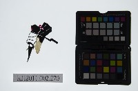 皮影戲偶頭-末藏品圖，第1張