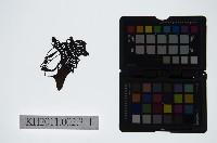 皮影戲偶頭-淨藏品圖，第1張