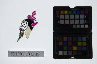 皮影戲偶頭-雜藏品圖，第1張