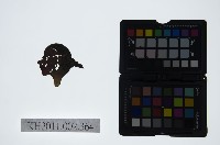 皮影戲偶頭-雜藏品圖，第1張