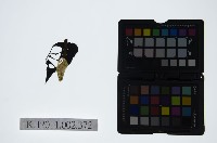 皮影戲偶頭-末藏品圖，第1張