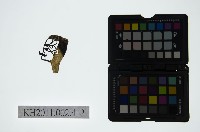 皮影戲偶頭-丑藏品圖，第1張