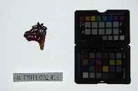 皮影戲偶頭-雜藏品圖，第1張