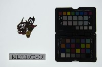 皮影戲偶頭-雜藏品圖，第1張