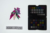 皮影戲偶頭-淨藏品圖，第1張