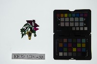 皮影戲偶頭-雜藏品圖，第1張