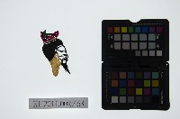 皮影戲偶頭-末藏品圖，第1張