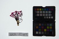 皮影戲偶頭-生藏品圖，第1張