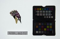 皮影戲偶頭-淨藏品圖，第1張