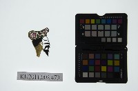 皮影戲偶頭-末藏品圖，第1張