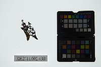 皮影戲偶頭-雜藏品圖，第1張