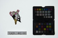 皮影戲偶頭-丑藏品圖，第1張