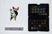 皮影戲偶頭-雜藏品圖，第1張