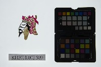 皮影戲偶頭-生藏品圖，第1張