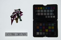 皮影戲偶頭-生藏品圖，第1張