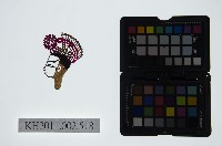 皮影戲偶頭-生藏品圖，第1張