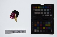 皮影戲偶頭-雜藏品圖，第1張