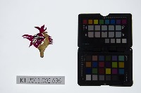 皮影戲偶頭-雜藏品圖，第1張