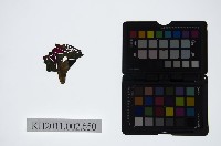 皮影戲偶頭-雜藏品圖，第1張