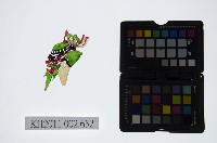 皮影戲偶頭-雜藏品圖，第1張