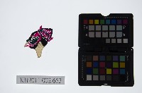 皮影戲偶頭-雜藏品圖，第1張