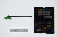 皮影戲道具-釘耙藏品圖，第1張