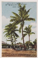 明信片（高雄神社、高雄溫浴場、高雄驛椰子樹、新濱町街道椰子樹、銀座通街道、金鵄館前通街道、大橋通、泥火山）藏品圖，第4張