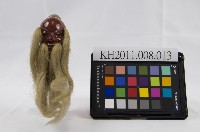 布袋戲偶-鬼怪頭木偶頭藏品圖，第1張