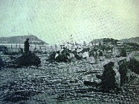 打狗港進口甘蔗種苗藏品圖，第1張