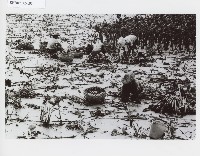 登錄號:KH2012.005.0093藏品圖，第1張