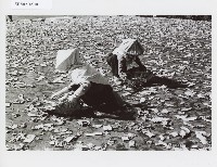 登錄號:KH2012.005.0109藏品圖，第1張