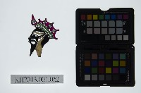 皮影戲偶頭-生藏品圖，第1張