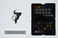 皮影戲偶頭-生藏品圖，第1張