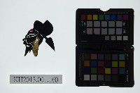 皮影戲偶頭-末藏品圖，第1張