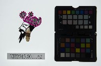 皮影戲偶頭-末藏品圖，第1張