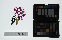 皮影戲偶頭-末藏品圖，第1張