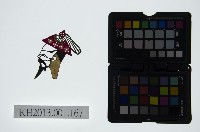 皮影戲偶頭-末藏品圖，第1張